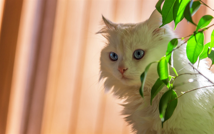 angora katze, turkish angora, wei&#223; hauskatze, niedlich, tiere, wei&#223;e flauschige katze, blaue augen, niedliche tiere, katzen