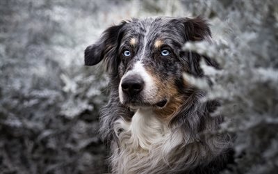 Australian Shepherd Dog, spotted dog, beautiful gray dog, forest, snow, Aussie