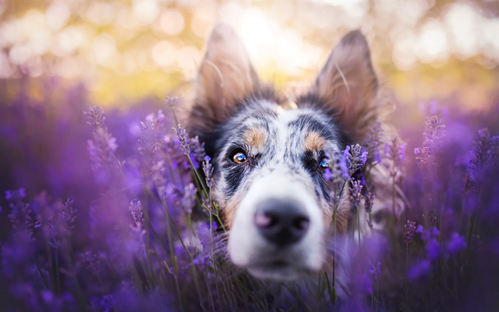 Pastor australiano Perro, un hermoso perro, perro manchado, simp&#225;ticos animales, perros, campo de lavanda, Aussie