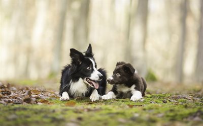 Border Collie, family, cute animals, mother and cub, pets, dogs, Border Collie Dog