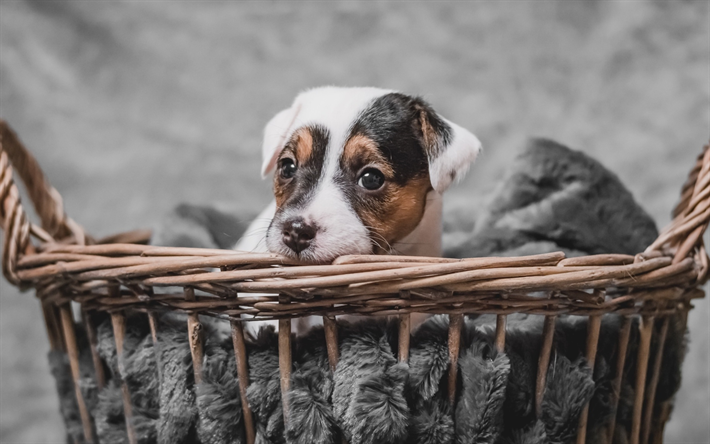 Jack Russell Terrier, basket, pets, puppy, dogs, cute animals, Jack Russell Terrier Dog