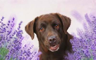 brown labrador, lavender, cute animals, dogs, retriever, beautiful eyes