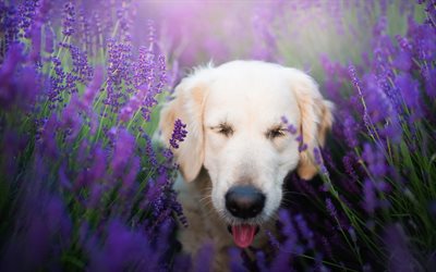 golden retriever, beige cute dog, pets, dogs, cute animals, labrador, lavender, field purple flowers