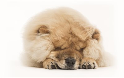 Chow Chow, puppy, pets, furry dog, speeping dog, small Chow Chow, Songshi Quan, cute dogs, dogs, Chow Chow Dog
