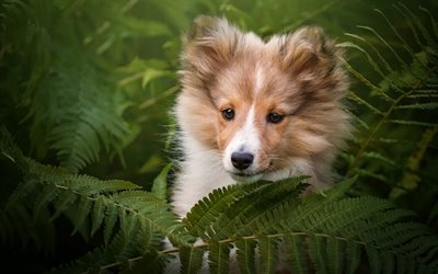 collie, brown fluffy puppy, bushes, little cute dog, puppies, pets, dogs