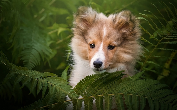 ダウンロード画像 Collie 茶色のふわふわのパピー ブッシュ ほかわいい犬 子犬 ペット 犬 フリー のピクチャを無料デスクトップの壁紙