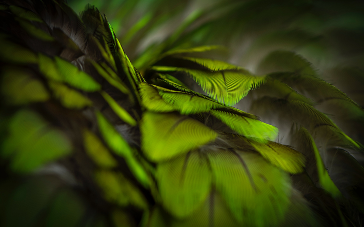 plumes vertes de la texture, arri&#232;re-plan vert avec des plumes, des plumes de la texture, des plumes de perroquets