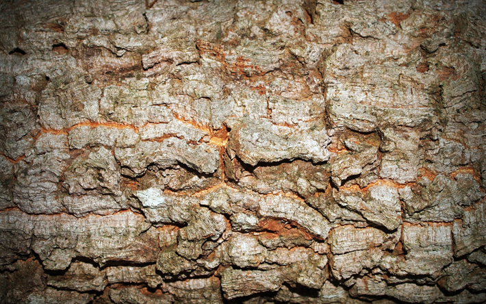 brown tree bark, close-up, wooden background, tree bark, wooden bark, brown tree, wooden backgrounds, wooden textures