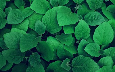 fondo con hojas verdes, verdes arbustos, hojas de color verde textura, texturas naturales, el medio ambiente, la ecolog&#237;a, las hojas verdes