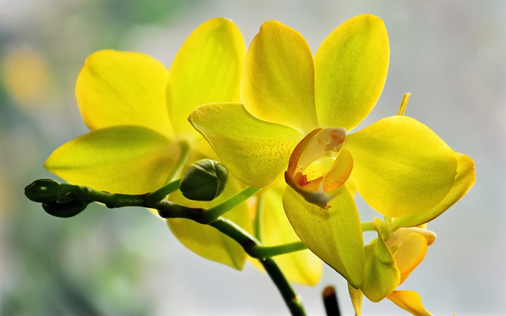 jaune d&#39;orchid&#233;es, de jaunes, de fleurs tropicales, orchid&#233;es, de l&#39;orchid&#233;e de la branche, fond jaune orchid&#233;es