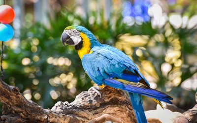 Blu e giallo macaw, bellissimo pappagallo, di colore giallo-blu parrot, splendidi uccelli, blu e oro macaw
