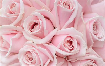 rosa rosor, rosa ros knoppar, rosa blommor bakgrund, rosor bakgrund, vackra blommor, rosor