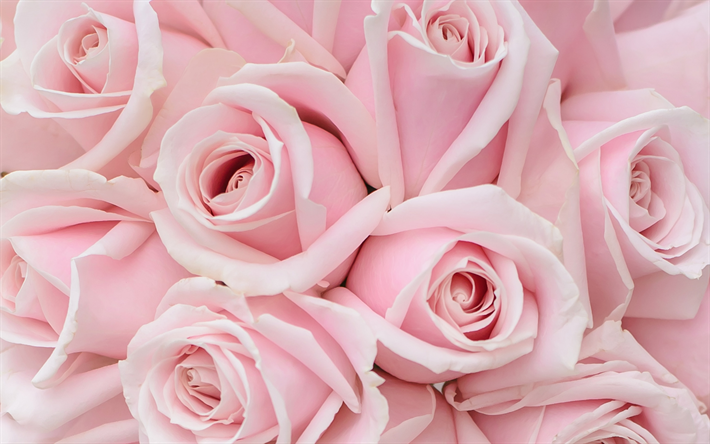 rosa rosor, rosa ros knoppar, rosa blommor bakgrund, rosor bakgrund, vackra blommor, rosor