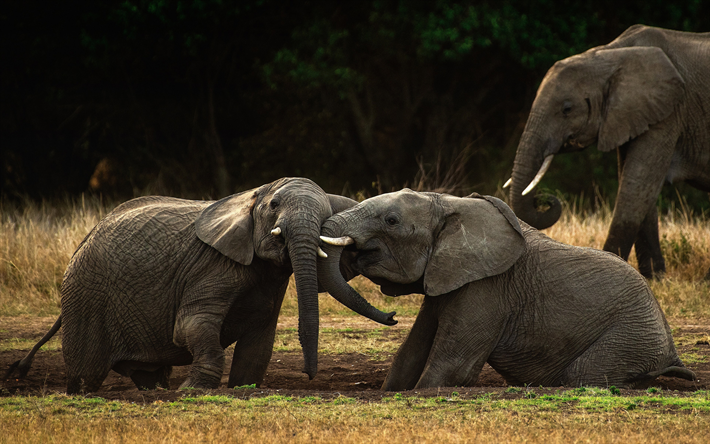 Elefanter, sunset, kv&#228;ll, vilda djur, Afrika, liten elefant