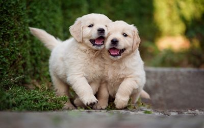 golden retriever, little puppies, cute little dogs, pets, labrador, puppies, cute animals