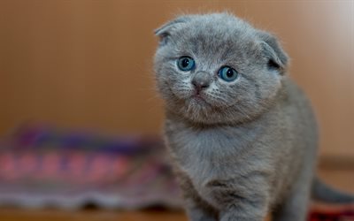 Gris Scottish Fold, le bokeh, le chat aux yeux bleus, chat domestique, animaux de compagnie, un chaton Scottish Fold, gris chat, mignon, animaux, chats, Chat Scottish Fold