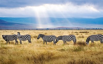 zebra, field, wildlife, sunset, Africa, wild animals, African animals