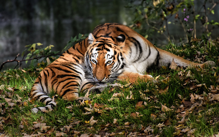 tigre, floresta, a vida selvagem, outono, animais perigosos, tigres