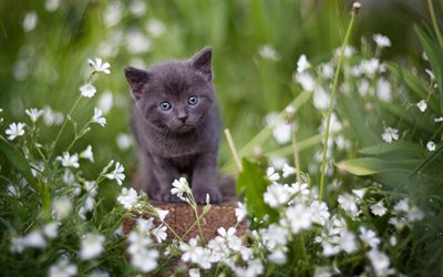 gray british shorthair kitten, bokeh, cats, pets, cute animals, gray kitten, british shorthair cat, kitten