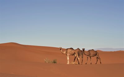 Camels, wildlife, desert, dunes, sunset, evening, Africa, wild animals