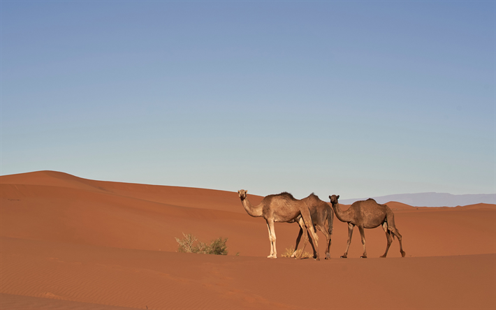 Les chameaux, la faune, le d&#233;sert, les dunes, le coucher du soleil, soir&#233;e, Afrique, animaux sauvages