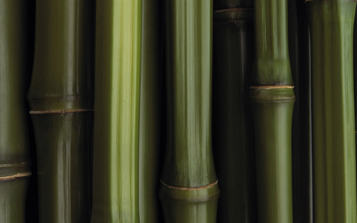 green bamboo trunks, close-up, bambusoideae sticks, macro, bamboo textures, green bamboo texture, bamboo canes, bamboo sticks, green wooden background, horizontal bamboo texture, bamboo