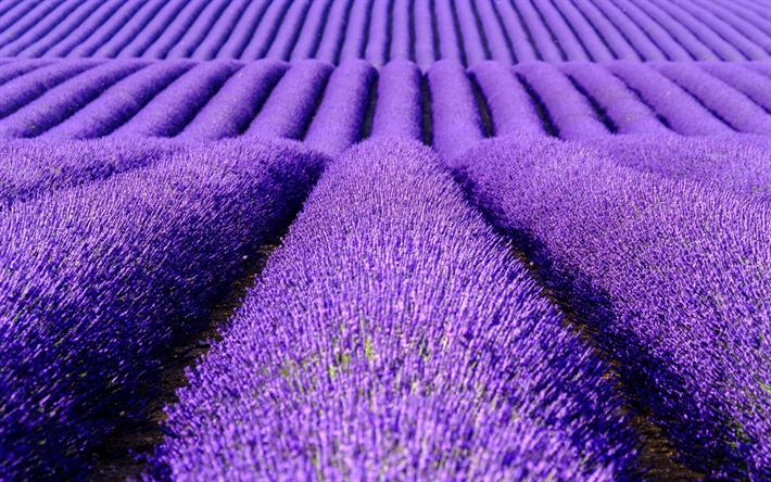 ラベンダー畑, 紫色の花, ラベンダー, 花畑, オランダ