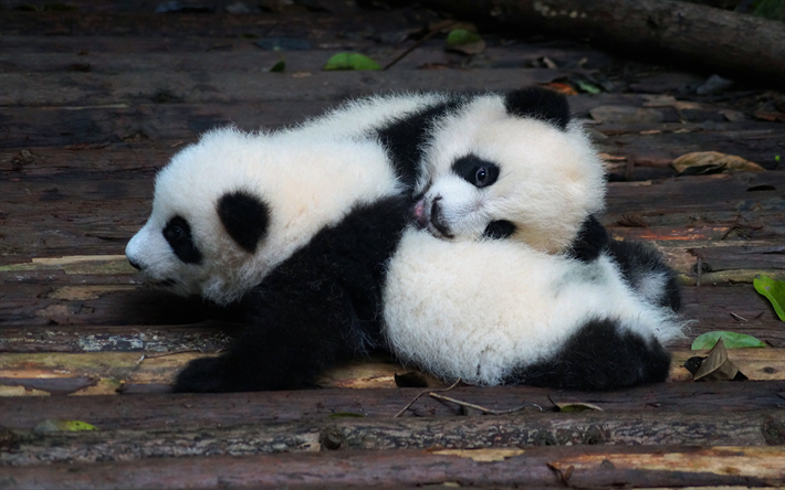 little pandas, cute animals, teddy bears, pandas, wildlife, pandas cubs