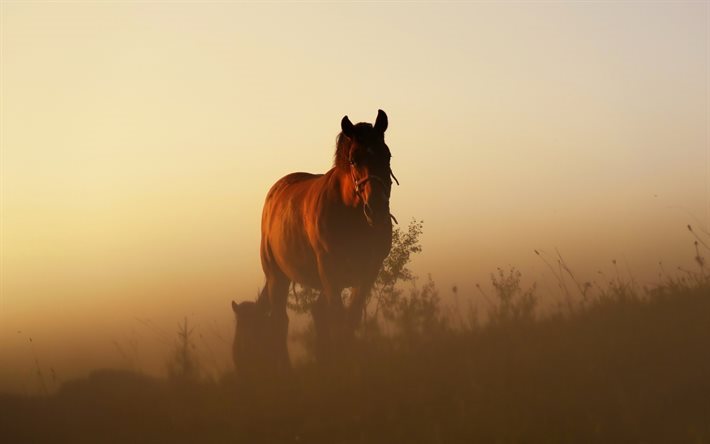 horse, morning, fog, brown horse