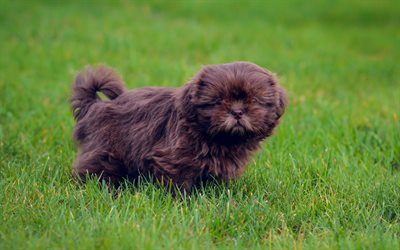 brown fluffy puppy, little cute dog, pets, dogs, green grass