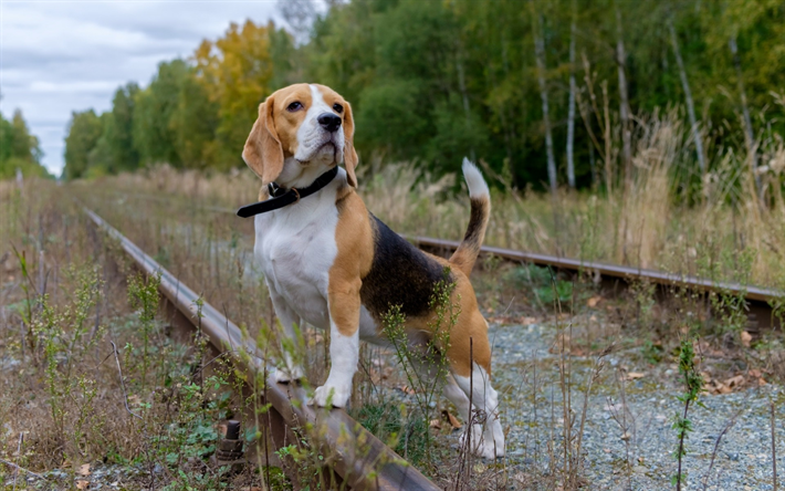 beagle, valp, liten hund, rails, j&#228;rnv&#228;gen, skogen