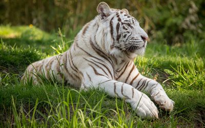 ベンガルタイガー, 4k, 白虎, 敵, 野生動物