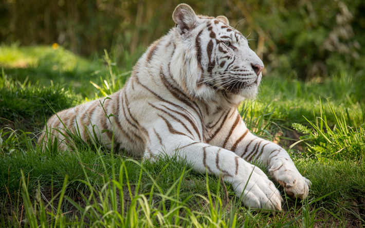 Tigre-de-bengala, 4k, tigre branco, predadores, a vida selvagem
