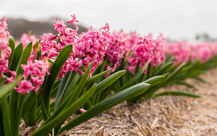 Hyacinth, pink flowers, flower field, spring