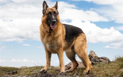 Perro Pastor alem&#225;n, 4K, perro grande, perro dom&#233;stico