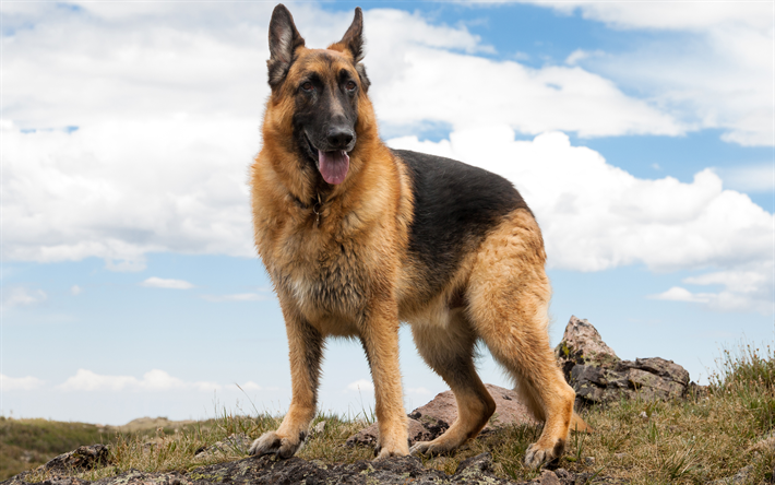 كلب الراعي الألماني, 4K, كلب كبير, الكلب المحلي