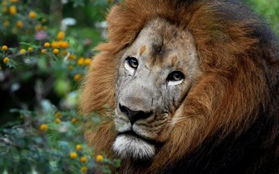 aslan, Afrika, yırtıcı hayvan, yaban hayatı, safari, b&#252;y&#252;k aslan