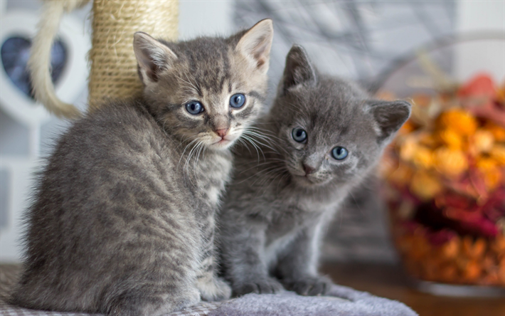 cinza pequeno gatinho, 4k, animais de estima&#231;&#227;o, gatos, animais bonitinho