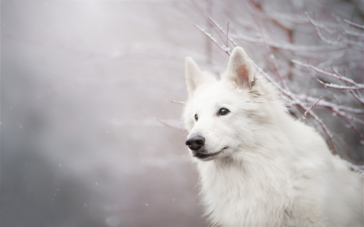 Berger Blanc Suisse, blancas y esponjosas perro, Blanco Suizo Pastor, nieve, invierno