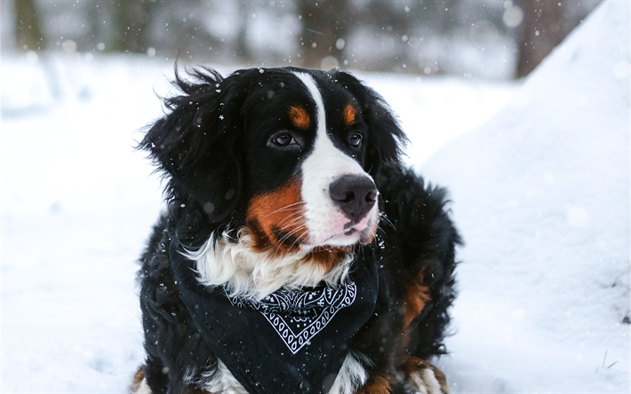 Bernese Mountain Dog, 4k, animais de estima&#231;&#227;o, inverno, animais fofos, cachorros