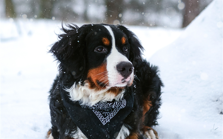 Bern Dağ K&#246;peği, 4k, hayvanlar, kış, sevimli hayvanlar, k&#246;pek, Berner Sennenhund