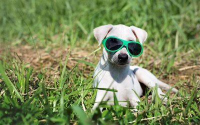 pouco branca filhote de cachorro, c&#227;o em &#243;culos de sol, animais engra&#231;ados, cachorros