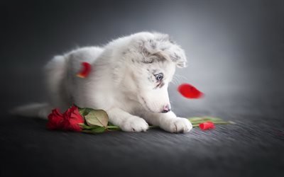 white puppy, aussie, cute little dog, Australian Shepherd, roses, pets, dogs