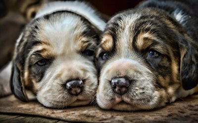 Beagle, filhotes, close-up, animais de estima&#231;&#227;o, cachorros, pequeno beagle, animais fofos, HDR, C&#227;o