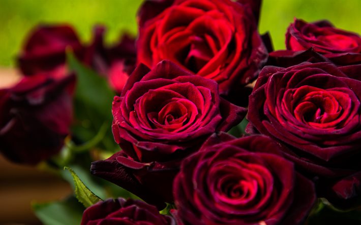 rosas rojo oscuro, ramo de rosas, rosas rojas, fondo con rosas, hermosas flores rojo oscuro