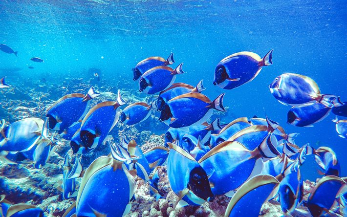 unterwasserwelt, blauer fisch unter wasser, ozean, korallenriff, fisch