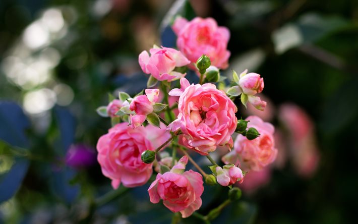 الورود الوردية, شجيرة الورد           √, الخلفية مع الورود الوردية, الزهور الوردية الجميلة, الورود