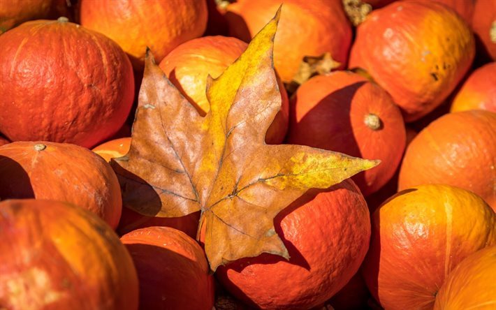 pumpkin, halloween, autumn, harvest