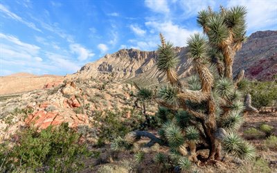 Joshua Tree National Park, Mojave, &#246;knen, cactus, berg, Kalifornien, USA