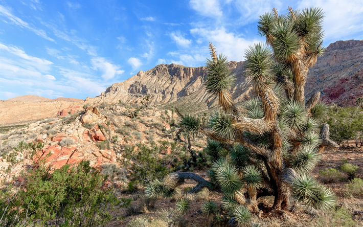 Parque Nacional Joshua Tree, Mojave, deserto, cacto, montanhas, Calif&#243;rnia, EUA